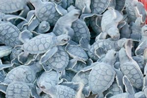 Cozumel Turtle Season 2016