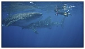 Whale Shark Season Begins in Quintana Roo