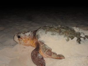 Cozumel Turtle Nesting Season 2016: 72 Nests