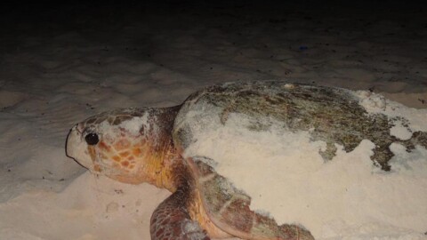 Cozumel’s Turtle Nesting Season 2024