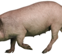 Yucatan Miniature Pig