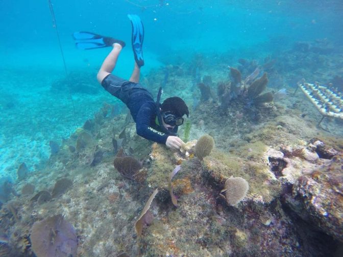 Cozumel Coral Reef Transplant Program - Cozumel 4 You