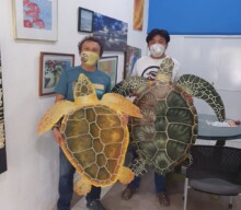 Cozumel Wildlife Saved CEA