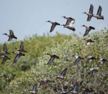 Birdwatching Cozumel