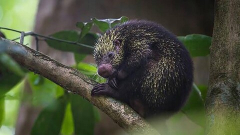 Dwarf Porcupine Cozumel