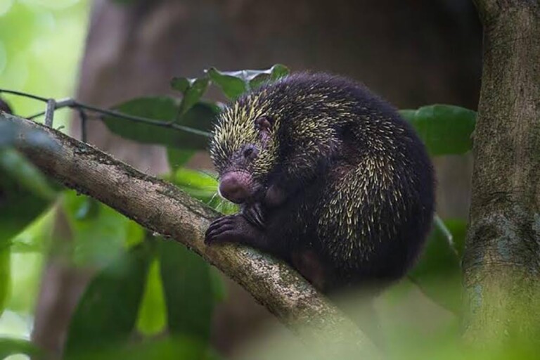 Dwarf Porcupine Cozumel - Cozumel 4 You