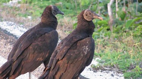 Cozumel Vultures