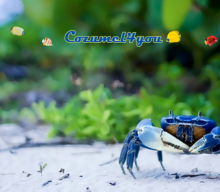 Cozumel Blue Crabs Moises JH Tono Lopez