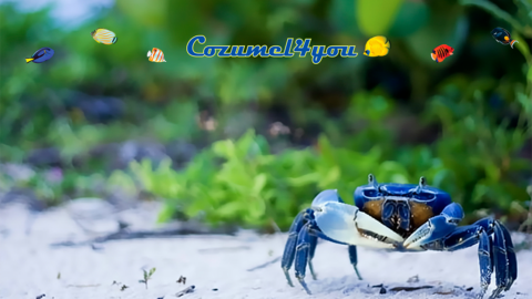 Cozumel Blue Crabs Moises JH Tono Lopez