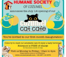 Cozumel Cat Cafe Humane Society