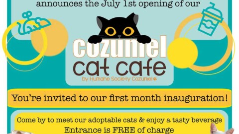 Cozumel Cat Cafe Humane Society