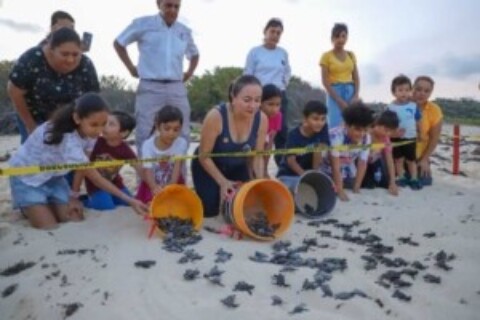 200 Cozumel Turtle Hatchlings Released:  Hurricane Beryl Survivors