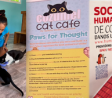 Cozumel Cat Cafe