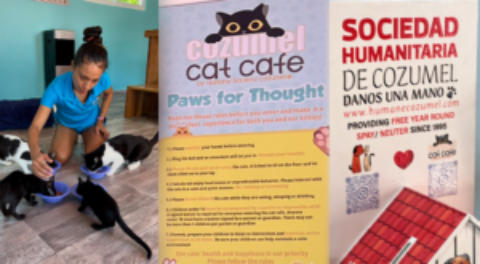 Cozumel Cat Cafe