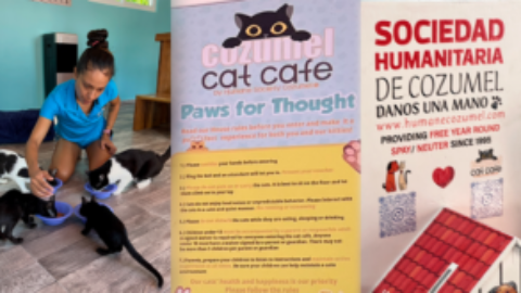 Cozumel Cat Cafe