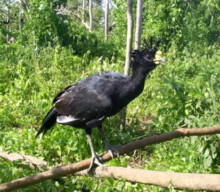 3 Endangered Birds Sighted Cozumel Archaeological Zone