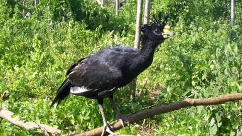 3 Endangered Birds Sighted Cozumel Archaeological Zone