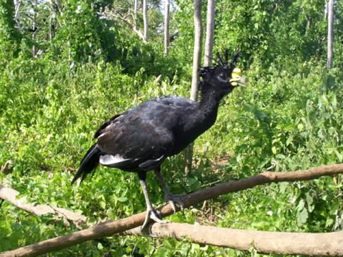 3 Endangered Birds Sighted Cozumel Archaeological Zone