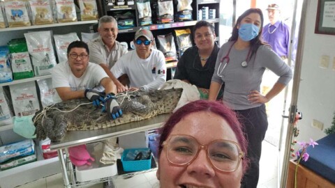 Cozumel Ecology and CMVCozumel Rescue & Release Crocodile