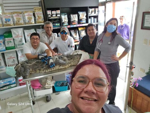 Cozumel Ecology and CMVCozumel Rescue & Release Crocodile